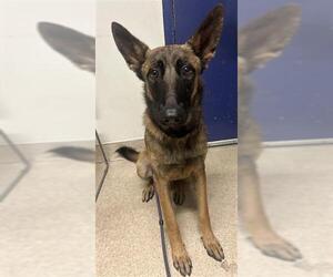 Mutt Dogs for adoption in Bakersfield, CA, USA