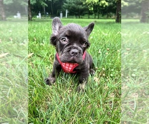 French Bulldog Puppy for sale in DURHAM, CT, USA