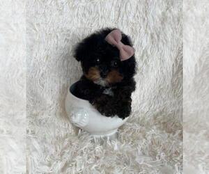 Poodle (Toy) Puppy for Sale in TAMPA, Florida USA