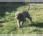 Small Photo #33 Neapolitan Mastiff Puppy For Sale in BRISTOW, VA, USA