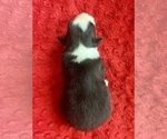 Small #1 Australian Shepherd