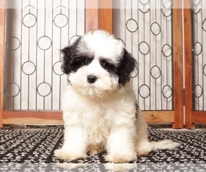 Maltipoo (Miniature) Litter for sale in NAPLES, FL, USA