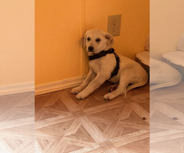 Medium Photo #2 Labrenees Puppy For Sale in Crossville, AL, USA