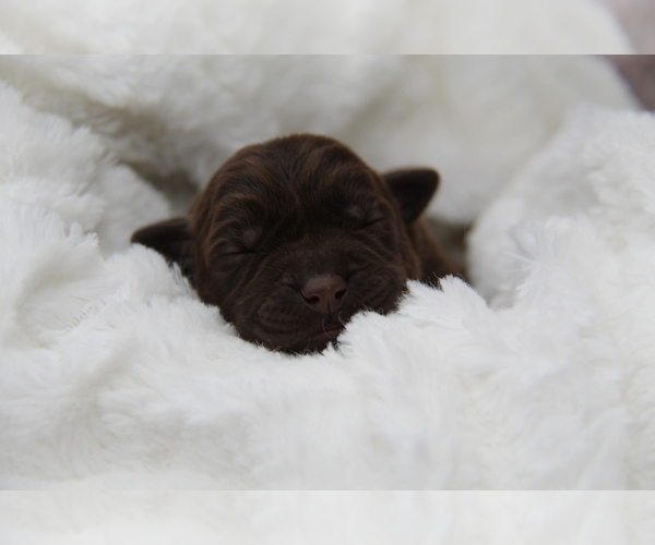 Medium Photo #9 Labrador Retriever Puppy For Sale in HYDE PARK, VT, USA