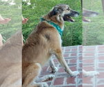 Small #2 Anatolian Shepherd