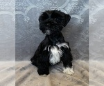 Small Schnauzer (Miniature)