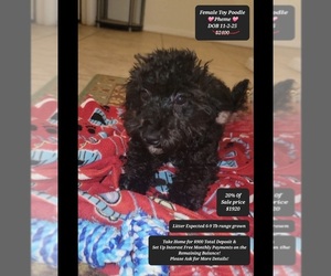 Poodle (Toy) Puppy for sale in TUCSON, AZ, USA