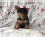 Small Photo #8 Yorkshire Terrier Puppy For Sale in LAKELAND, FL, USA