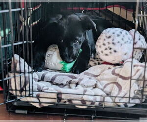 Elroy Jetson - Male Borador Dog for Adoption - Photo #6