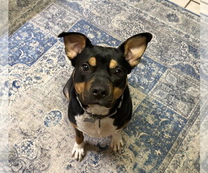 Sharron - Female Mutt Dog for Adoption - Photo #3