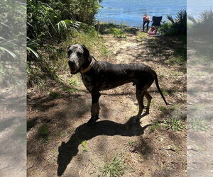 Duke the Dane - Male Great Dane Dog for Adoption - Photo #3