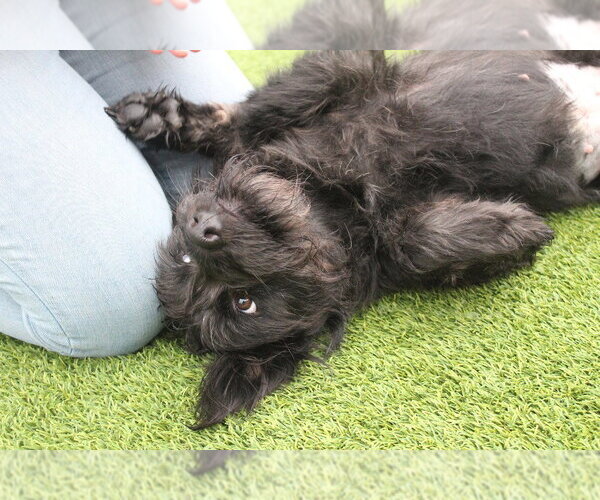 Medium Photo #3 Mutt Puppy For Sale in Chestertown, MD, USA