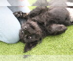 Small #2 Mutt