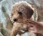 Puppy 3 Goldendoodle mix (+ Poodle Miniature)
