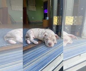 American Bully Puppy for sale in SHERRODSVILLE, OH, USA