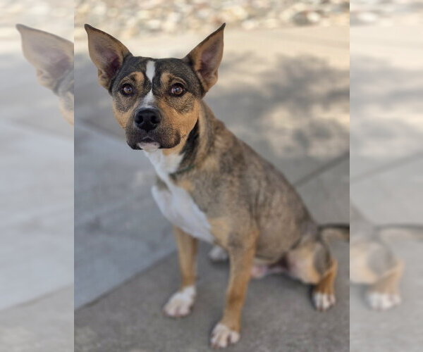 Medium Photo #5 Mutt Puppy For Sale in Lakewood, CO, USA