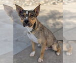 Small #4 Mutt