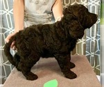 Small Photo #6 Goldendoodle Puppy For Sale in SAVANNA, IL, USA