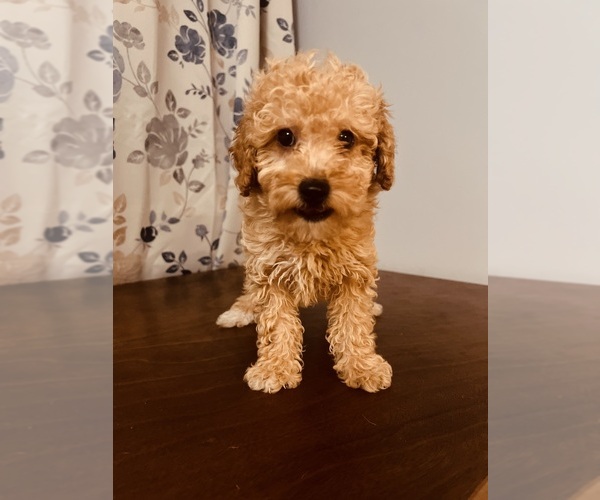 Medium Photo #6 Poodle (Toy) Puppy For Sale in DURHAM, CT, USA