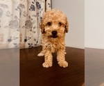 Small #5 Poodle (Toy)