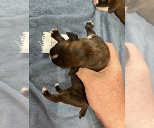 Boxer Puppy for sale in BLOOMINGTON, IL, USA