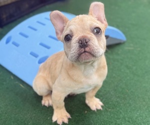 French Bulldog Puppy for sale in ANNAPOLIS, MD, USA
