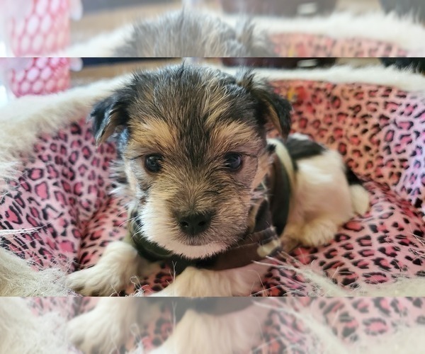 Medium Photo #1 Morkie Puppy For Sale in CLACKAMAS, OR, USA