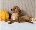 Draco - Male Golden Retriever Puppy for Sale - Small photo