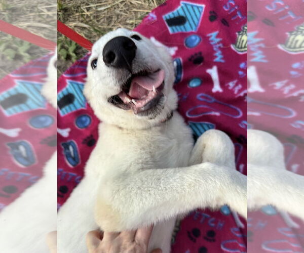 Medium Photo #8 Great Pyrenees Puppy For Sale in Spring, TX, USA