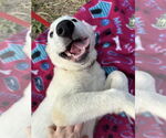 Small #7 Great Pyrenees