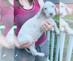 Small Photo #66 Great Dane Puppy For Sale in SPRAGGS, PA, USA