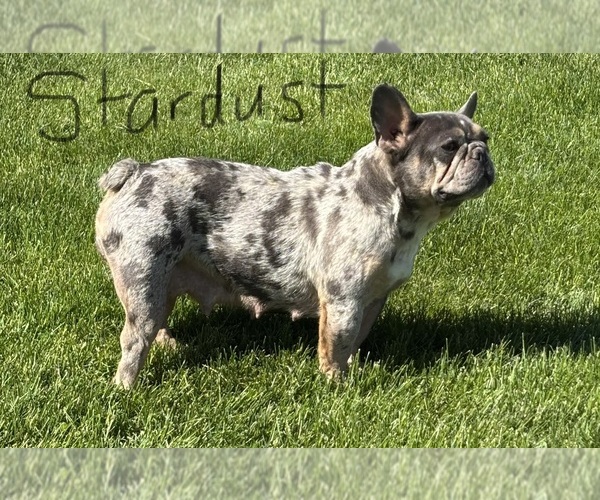 Medium Photo #1 Faux Frenchbo Bulldog Puppy For Sale in ROCK STREAM, NY, USA