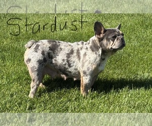 Mother of the Faux Frenchbo Bulldog puppies born on 04/03/2026