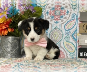 Pembroke Welsh Corgi Puppy for sale in LANCASTER, PA, USA