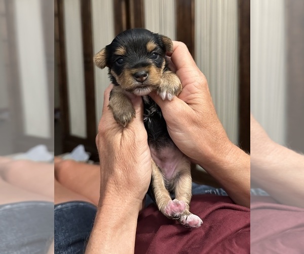Medium Photo #1 Yorkshire Terrier Puppy For Sale in LA VERNIA, TX, USA
