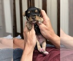 Puppy 1 Yorkshire Terrier