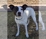 Small #8 Lab-Pointer