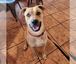 Small Labrador Retriever Mix