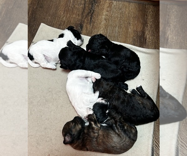 Medium Photo #19 Havapoo Puppy For Sale in VANCOUVER, WA, USA