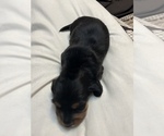 Small #2 Dachshund