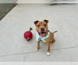 American Pit Bull Terrier Dogs for adoption in Charlotte, NC, USA