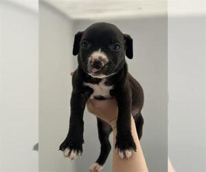 German Shepherd Dog-Unknown Mix Dogs for adoption in Redlands, CA, USA