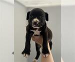 Small German Shepherd Dog Mix
