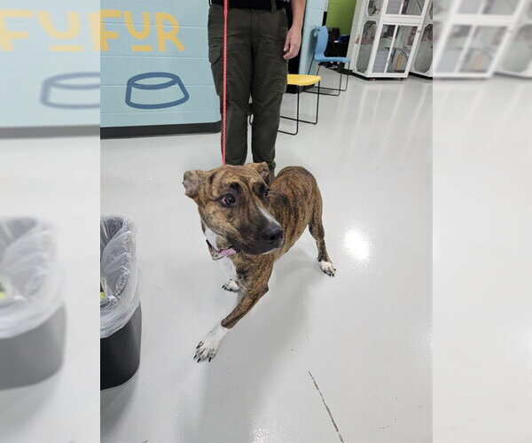 Medium Photo #1 Greyhound-Unknown Mix Puppy For Sale in Temple, TX, USA