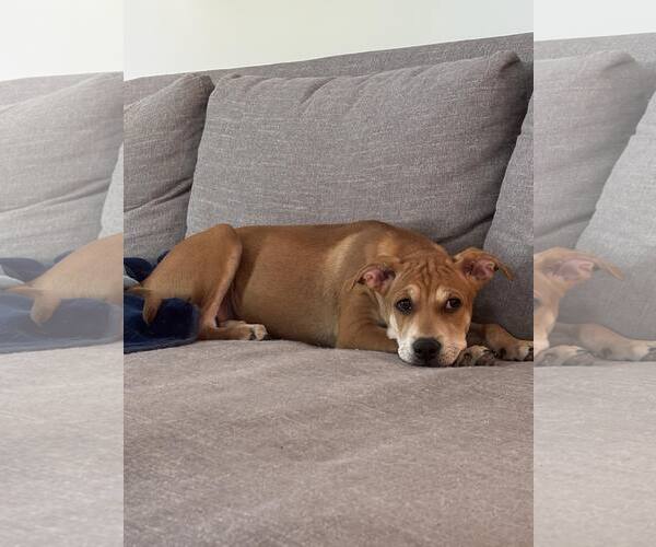 Medium Photo #3 Boxer-Unknown Mix Puppy For Sale in Mechanicsburg, PA, USA