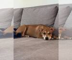 Small #2 Boxer Mix
