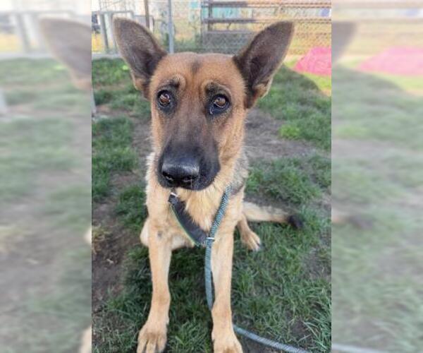 Medium Photo #2 German Shepherd Dog Puppy For Sale in Bakersfield, CA, USA
