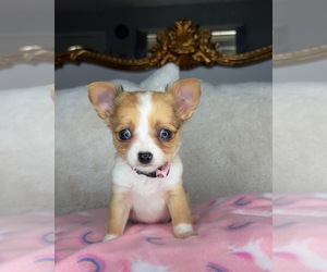 Chihuahua Puppy for sale in CHARLOTTE, NC, USA