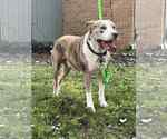 Small #2 American Pit Bull Terrier