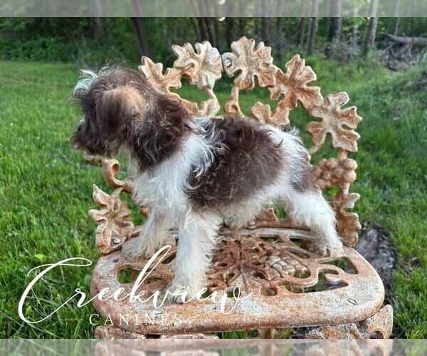 Medium Photo #27 Schnauzer (Miniature) Puppy For Sale in NIANGUA, MO, USA